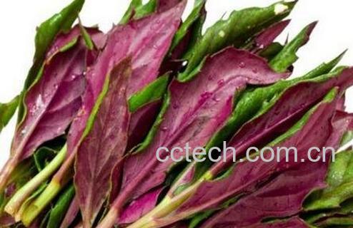 紫背天葵的功效与作用及食用方法-0