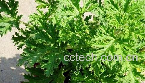  驱蚊草的养殖方法和注意事项-0