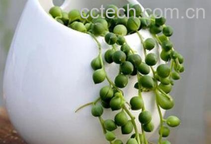 植物翡翠的养殖方法-0
