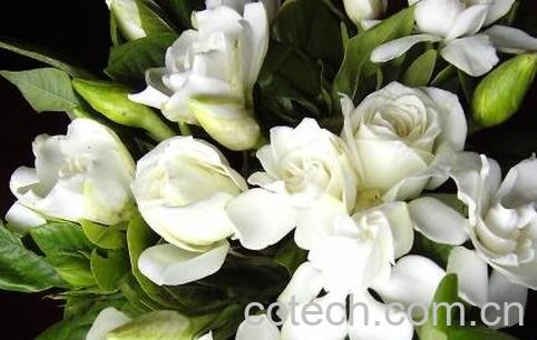 栀子花养殖方法和注意事项-0