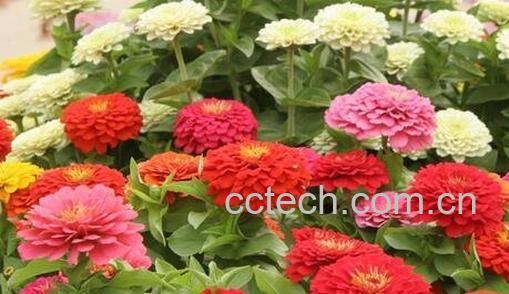 重瓣百日草育种方法-0