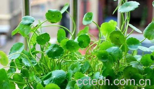 铜钱草如何繁殖 -0