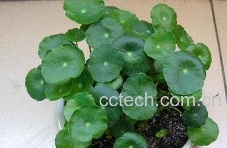 铜钱草功效与作用有哪些-0