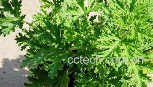 驱蚊草应如何种植 -0