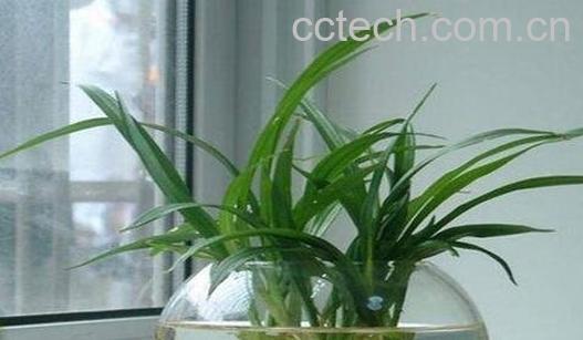 珍珠吊兰水里的养殖方法-0