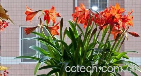 朱顶红的冬眠养殖方法-0