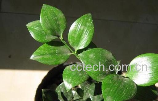 圆叶竹柏的养殖方法-0