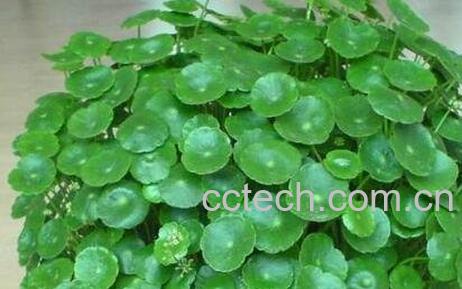 铜钱草和金钱草的区别-0