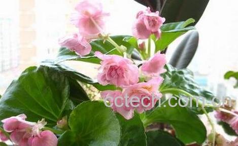 重瓣四季海棠花的养殖方法-0