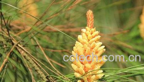  松树开花吗 为什么看不见松树开花-0