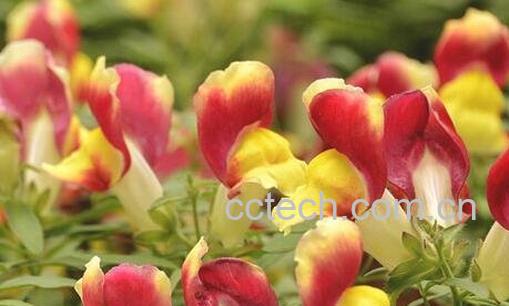 金鱼草的养殖方法与注意事项-0