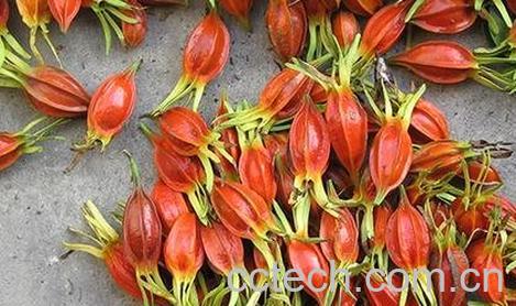 栀子花茶的功效与作用-0