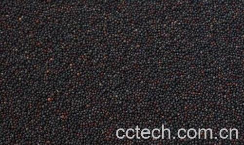 油菜花籽的作用与功效-0