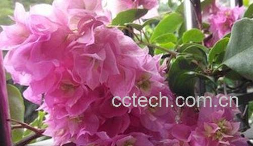 重瓣三角梅的养殖方法-0