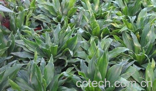 植物太阳神的养殖方法-0