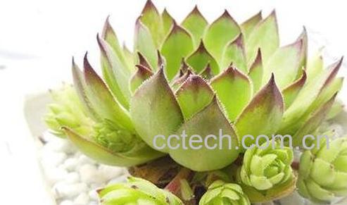 植物观音莲的养殖方法和注意事项-0