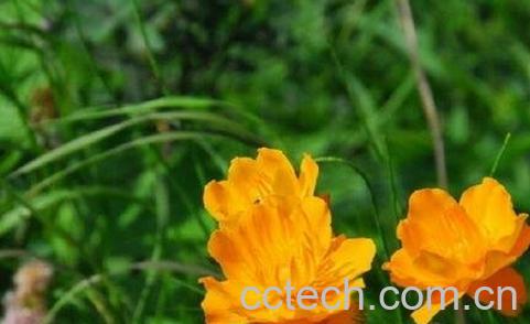 金莲花的常见功效有哪些-0