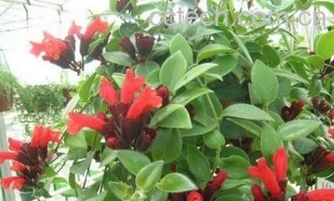 口红吊兰的养殖方法-0
