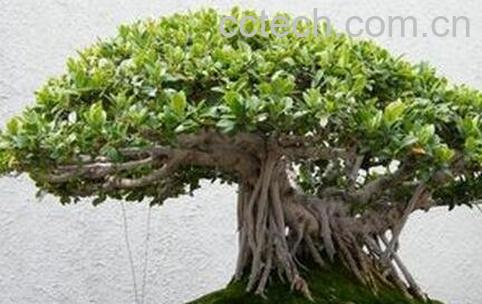 榕树的养殖方法和注意事项-0