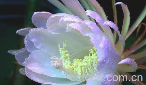 令箭荷花的养殖方法与注意事项-0