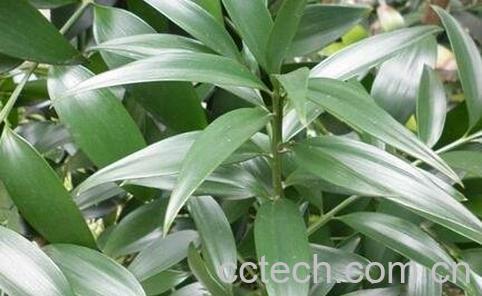 竹柏树的养殖方法-0