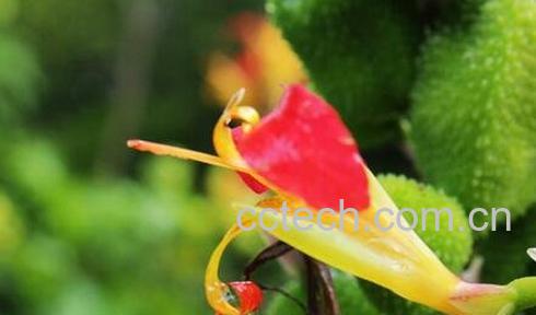 竹宇花的养殖-0