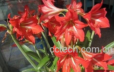 朱顶红的养殖方法和注意事项有哪些-0