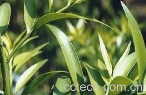 竹柏盆栽的养殖方法-0