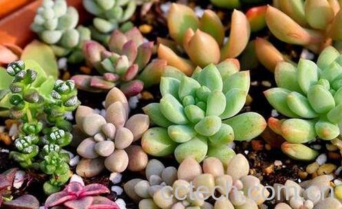 植物小肉肉怎么养殖-0