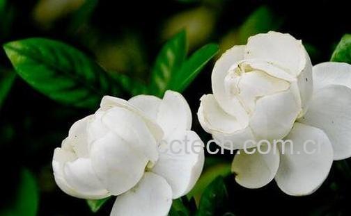 栀子花的功效与作用及用法-0