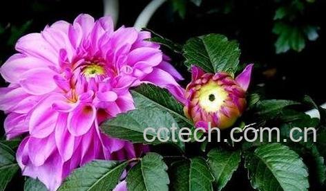 紫菊花叶的功效与作用及禁忌-0