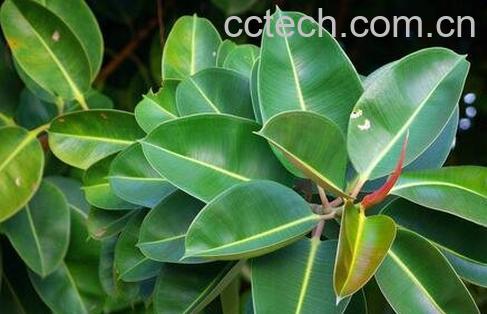 橡皮树的养殖方法-0