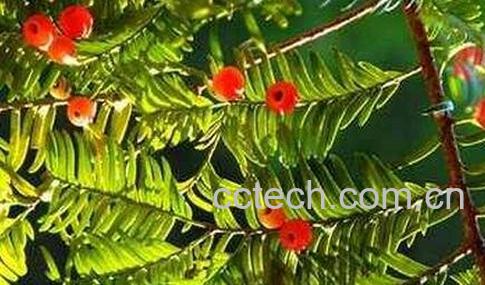  红豆杉的养殖方法-0