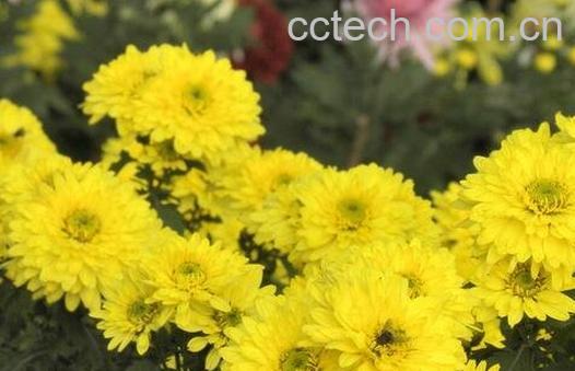 黄菊花的功效与作用-0