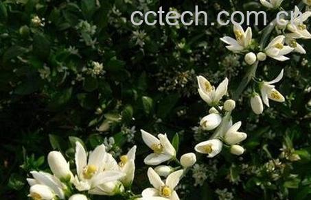 玳玳花的功效与作用及禁忌-0