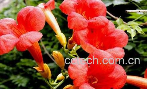 凌霄花的功效与作用及禁忌-0