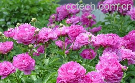 芍药花的功效作用与用法-0