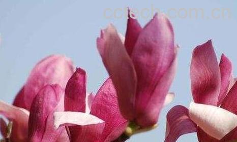 玉兰花的功效与作用-0