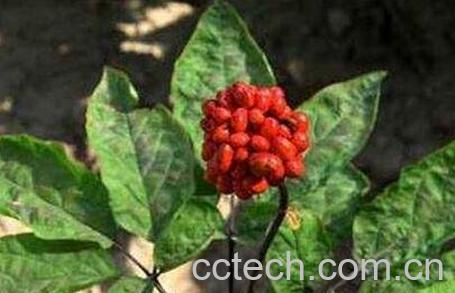 人参花的功效-0