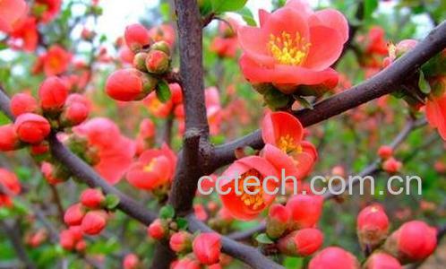 腊梅花的功效与作用及食用方法-0