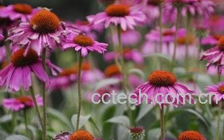 紫锥菊根的功效与副作用-0