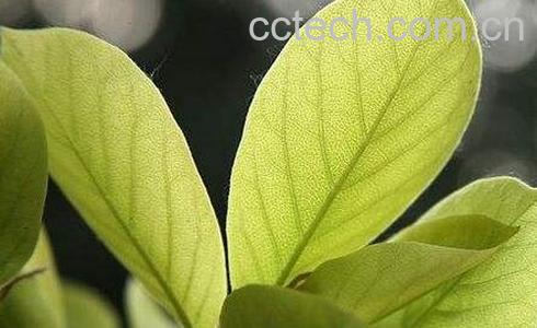  玉兰花叶的功效与作用-0