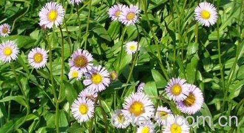 灯盏花的功效-0