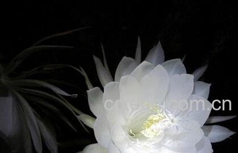 昙花的药用价值-0