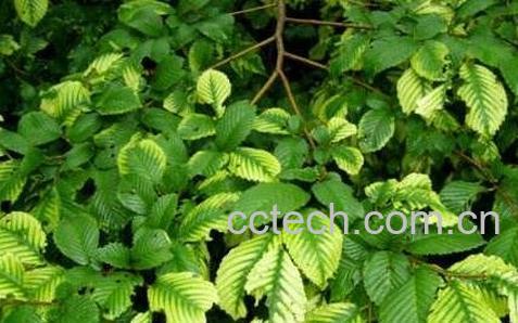 榆树叶的作用和功效-0