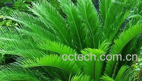 铁树叶的药用价值与功效-0