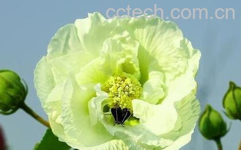 芙蓉花的功效与作用-0