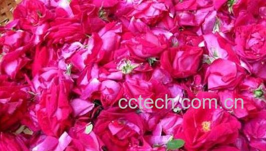 玫瑰糖的功效作用与食用方法-0