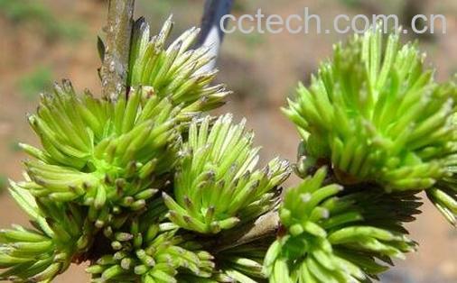 杜仲雄花的功效-0