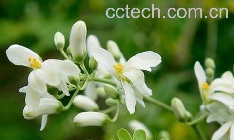 辣木花的功效-0